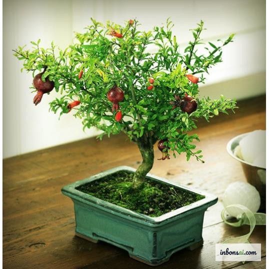 排水性の高い盆栽用土でのザクロ盆栽の植え付け