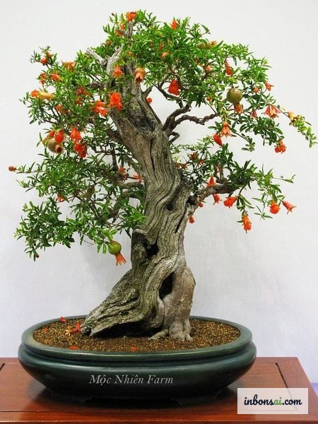 陶瓷花盆中结满鲜红果实的石榴盆景