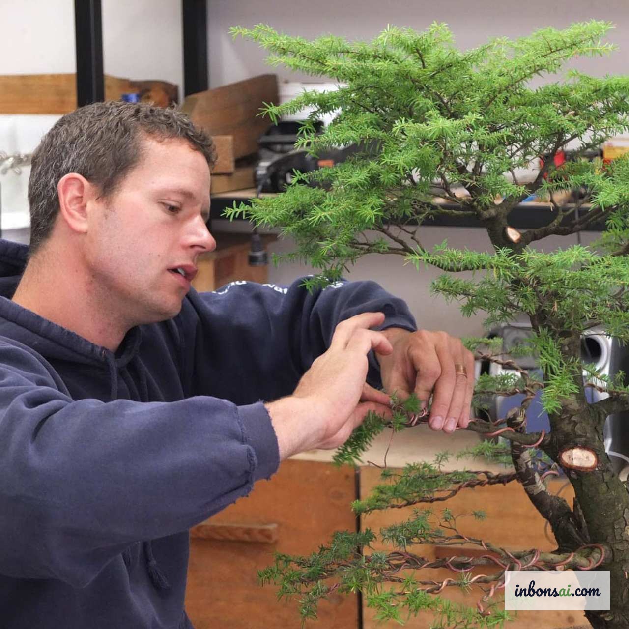 タマリンド盆栽の枝にアルミワイヤーを掛けて樹形を作る