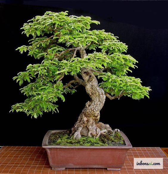 繊細な羽状複葉が美しい緑のキャノピーを形成するタマリンド盆栽