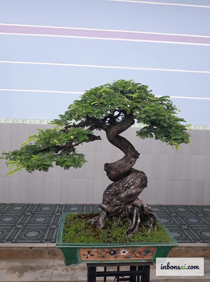 Cây me bonsai mini trong chậu gốm với thân xù xì già nua đẹp mắt