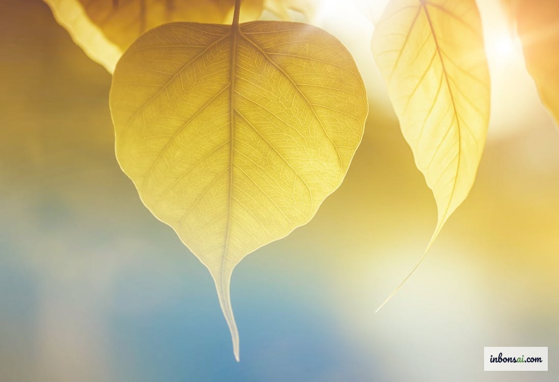 過水やり、または病気による黄変症状を示すタマリンドの葉