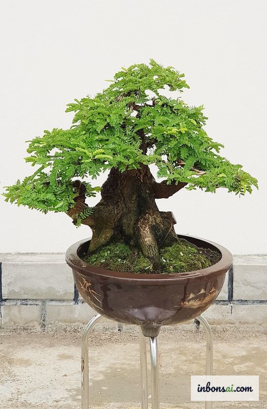 盆栽育成に適した苗木が並ぶ苗圃