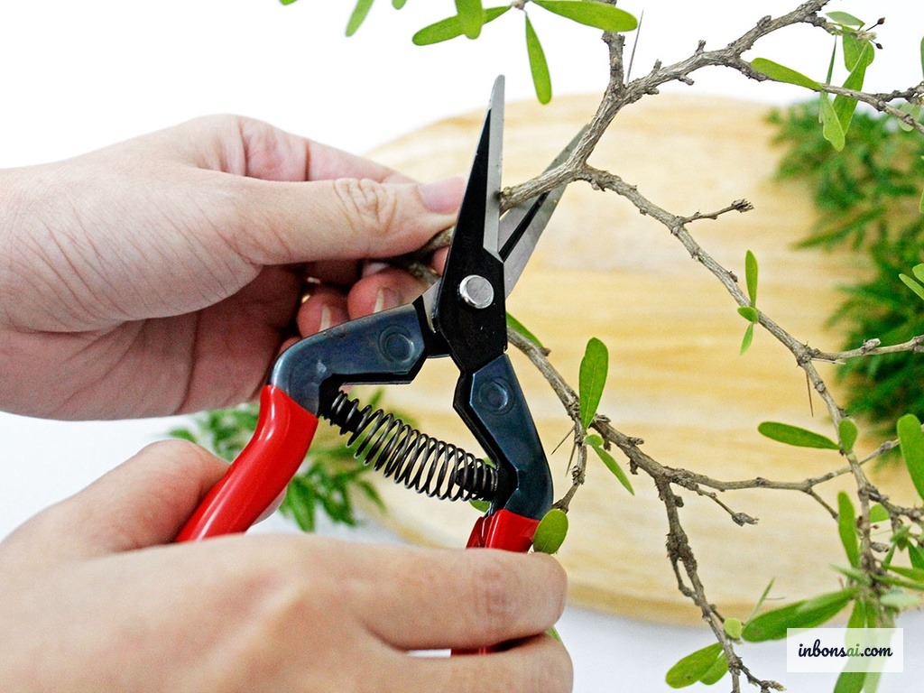 用专用剪刀对红枝蒲桃盆景进行修剪造型