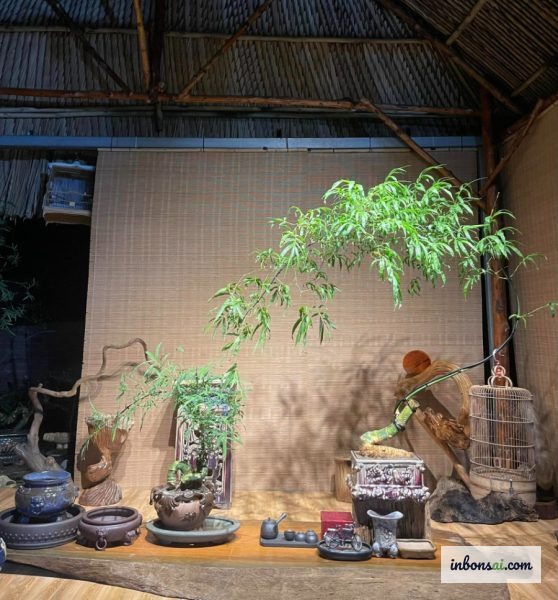 侘寂风格茶桌用小型素烧陶盆系列