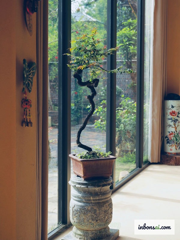 伝統的なセラミック鉢の健康な緑のザクロ盆栽