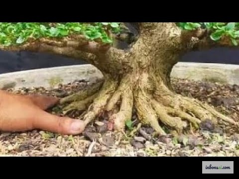 盆栽の樹の健康を検査し、葉を注意深く調べる