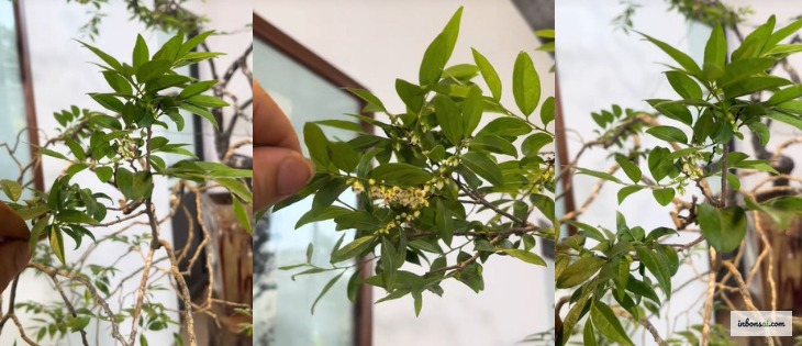 盆栽のための適切な灌水技術