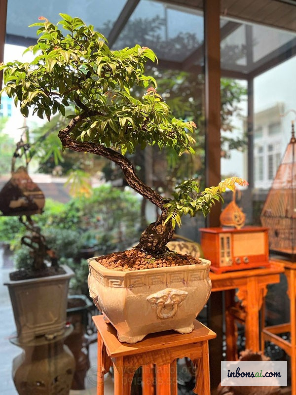 黄色い葉を示すザクロ盆栽の樹の健康問題