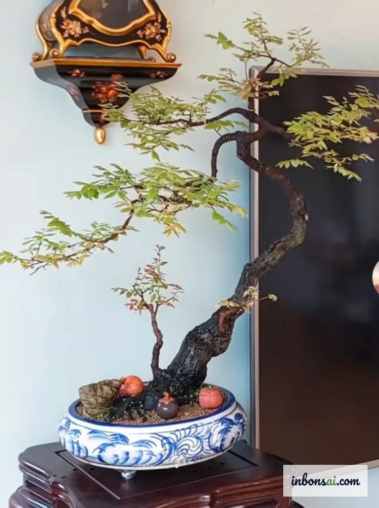 Lựa chọn cây muội hồng bonsai giống khỏe mạnh tại vườn ươm