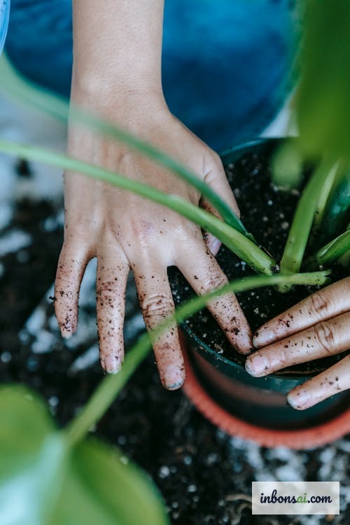 Hỗn hợp đất bonsai thoát nước tốt gồm akadama và đá pumice