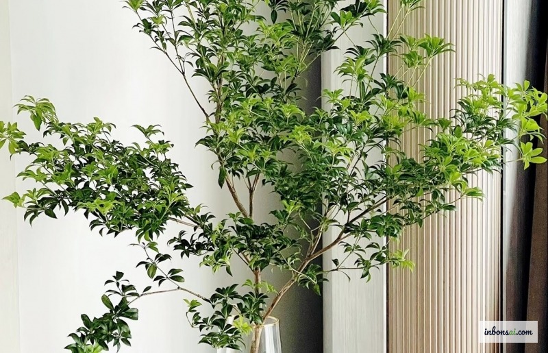 Syzygium myrtifolium盆景，新芽呈现鲜艳的红粉色，种植在陶制花盆中