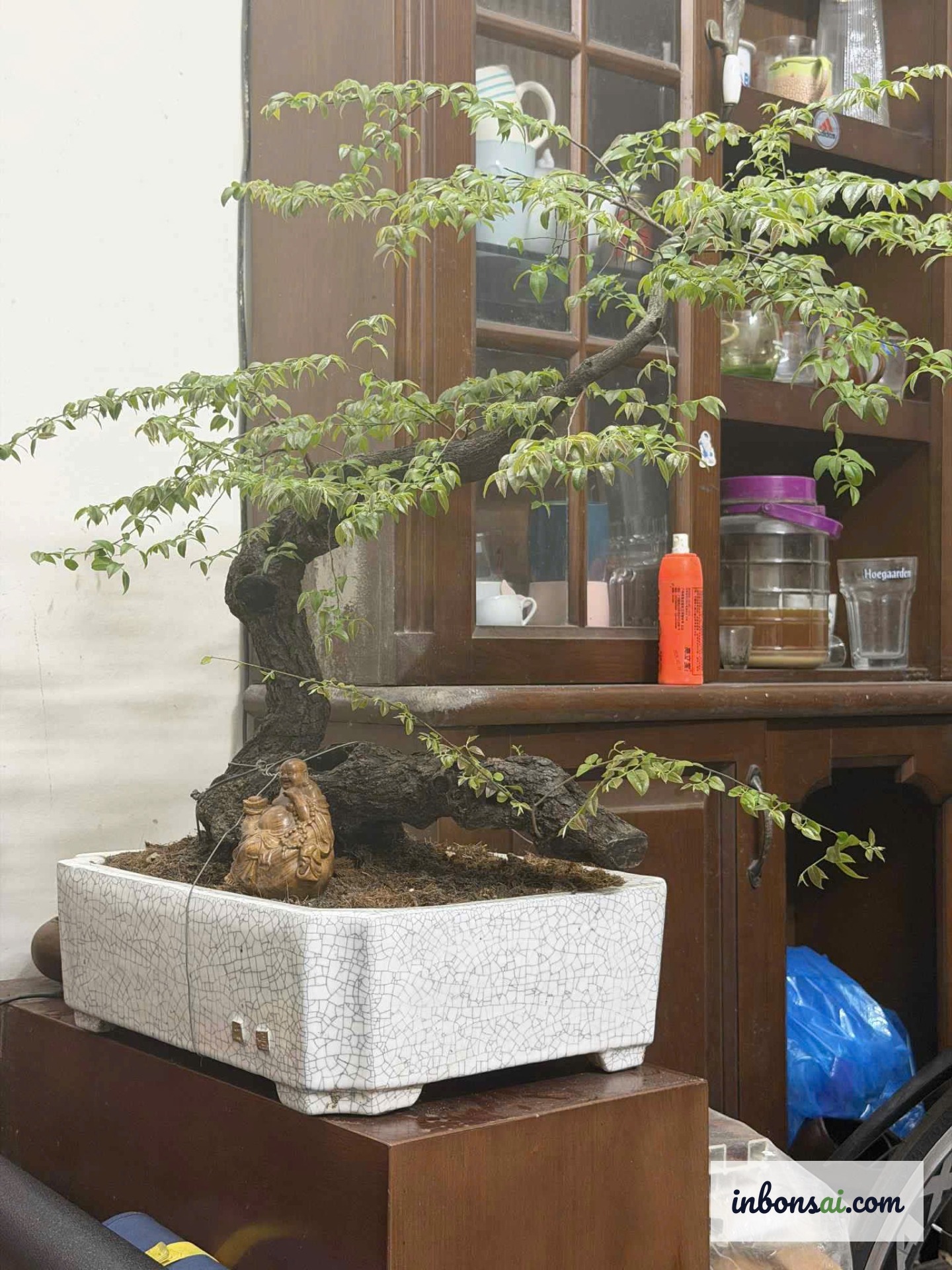 Cây muội hồng bonsai trên bàn trà mang ý nghĩa phong thủy tốt lành