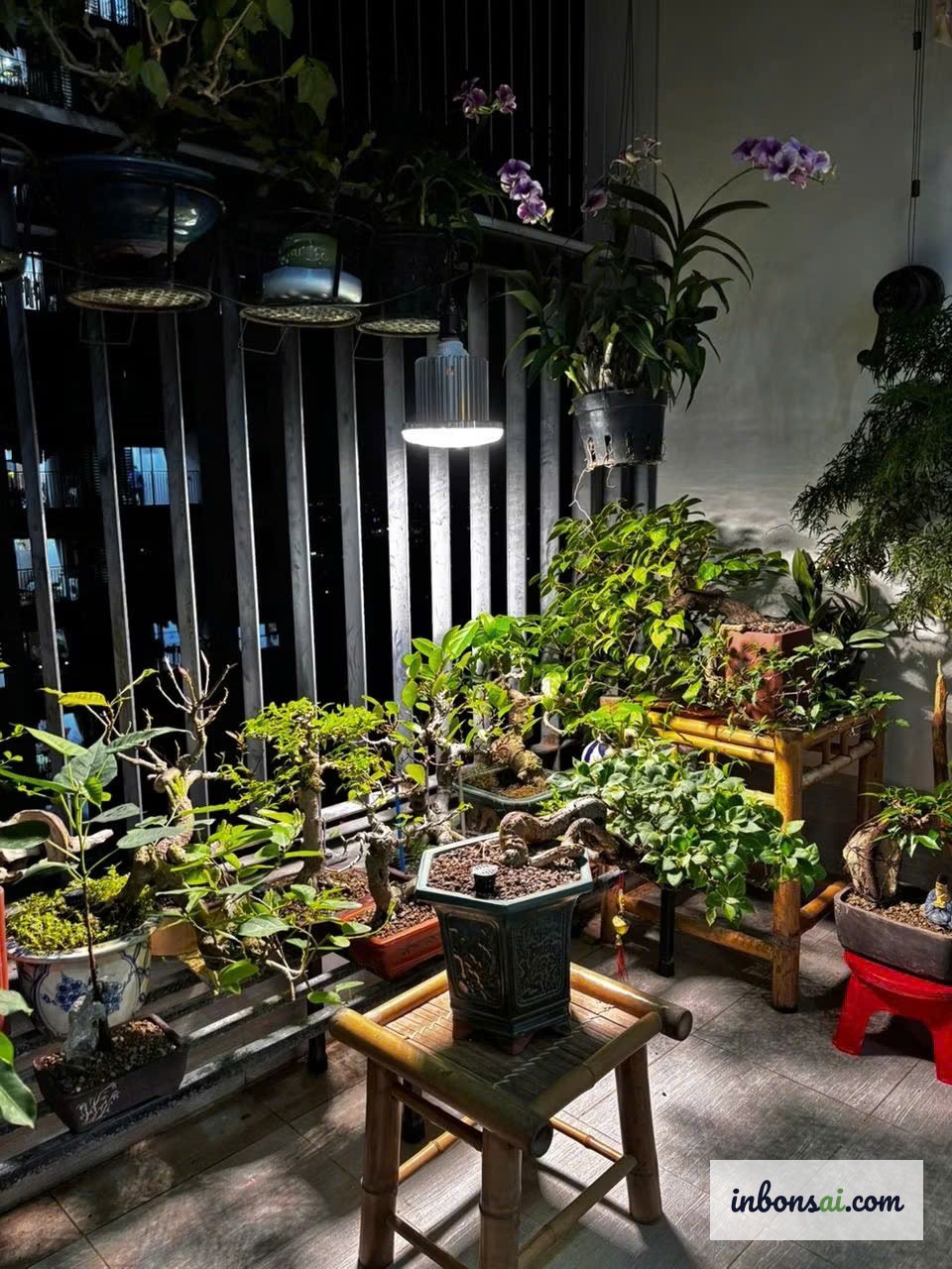 Vị trí đặt cây muội hồng bonsai trong nhà hút tài lộc theo phong thủy