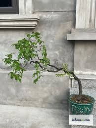 红芽蒲桃(Syzygium myrtifolium)盆景的鲜艳红粉色新叶，蕴含吉祥风水寓意