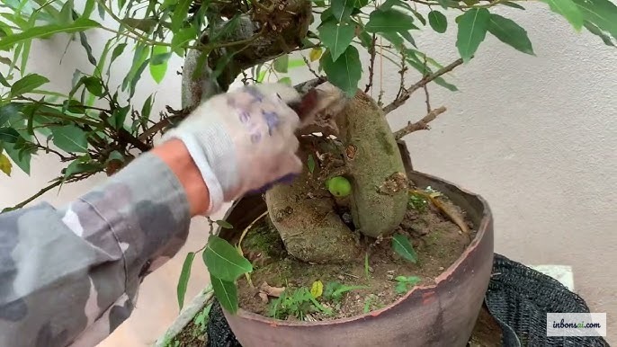 Lá cây ngâu bonsai bị rệp và cách xử lý