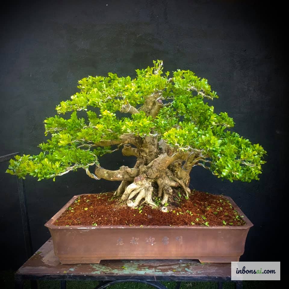 Cây ngâu bonsai mini nở hoa vàng thơm ngát trong chậu gốm