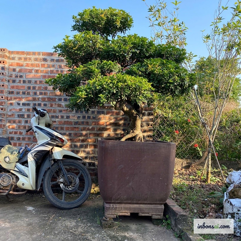 Cây ngâu bonsai mini trong chậu gốm Nhật Bản tại vườn
