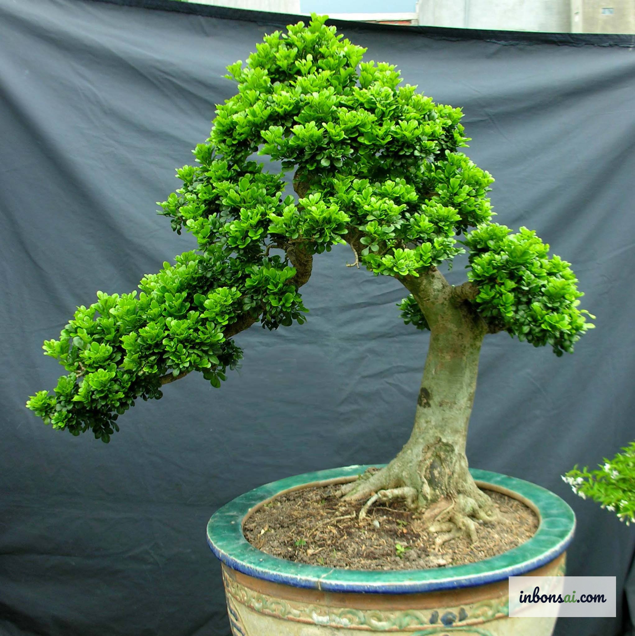 Lá cây ngâu bonsai xanh bóng và hoa vàng li ti đặc trưng