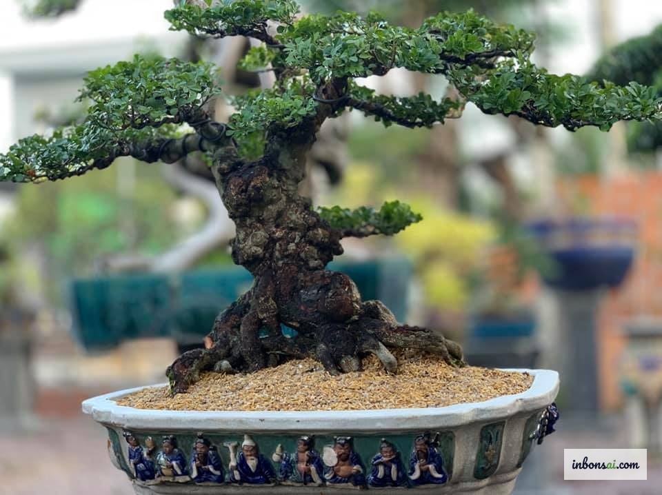 Tưới nước cho cây ngâu bonsai mini tại nhà đúng kỹ thuật