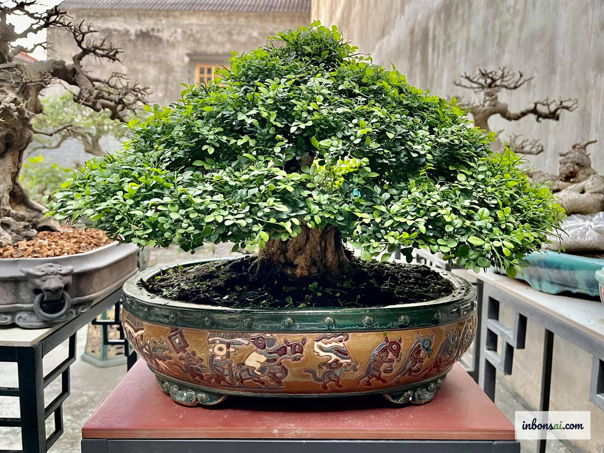 ムラヤ盆栽の特徴的な小さく光沢のある葉のクローズアップ