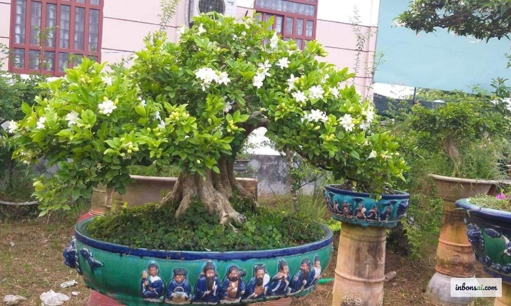 ゆっくり効く肥料を盆栽の用土に施す