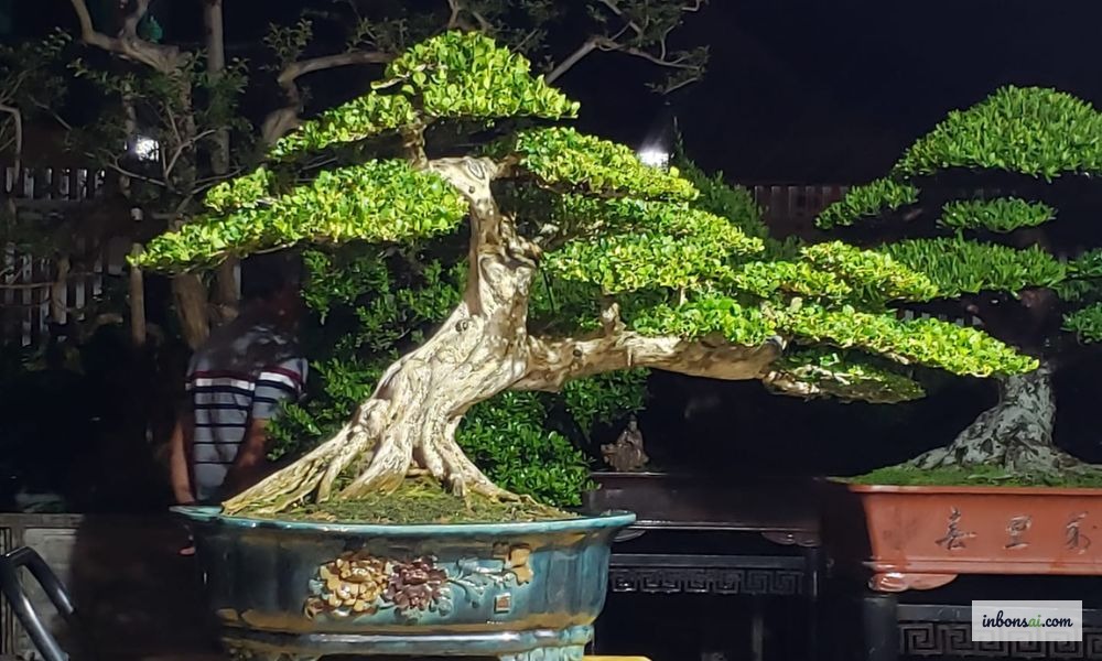 はさみを使ったムラヤ盆栽の剪定と整姿