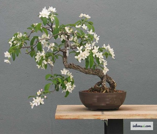 九里香盆栽在陶盆中盛开白色芳香小花