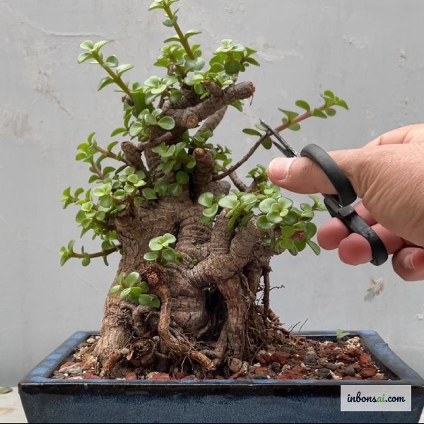 Kỹ thuật cắt tỉa tạo dáng cây ổi bonsai bằng kéo chuyên dụng