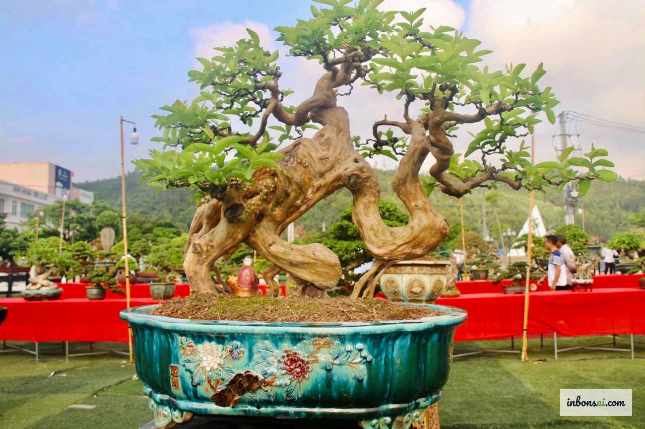Tiêu chí chọn mua cây ổi bonsai mini: thân đẹp, cành phân bổ đều, quả tươi