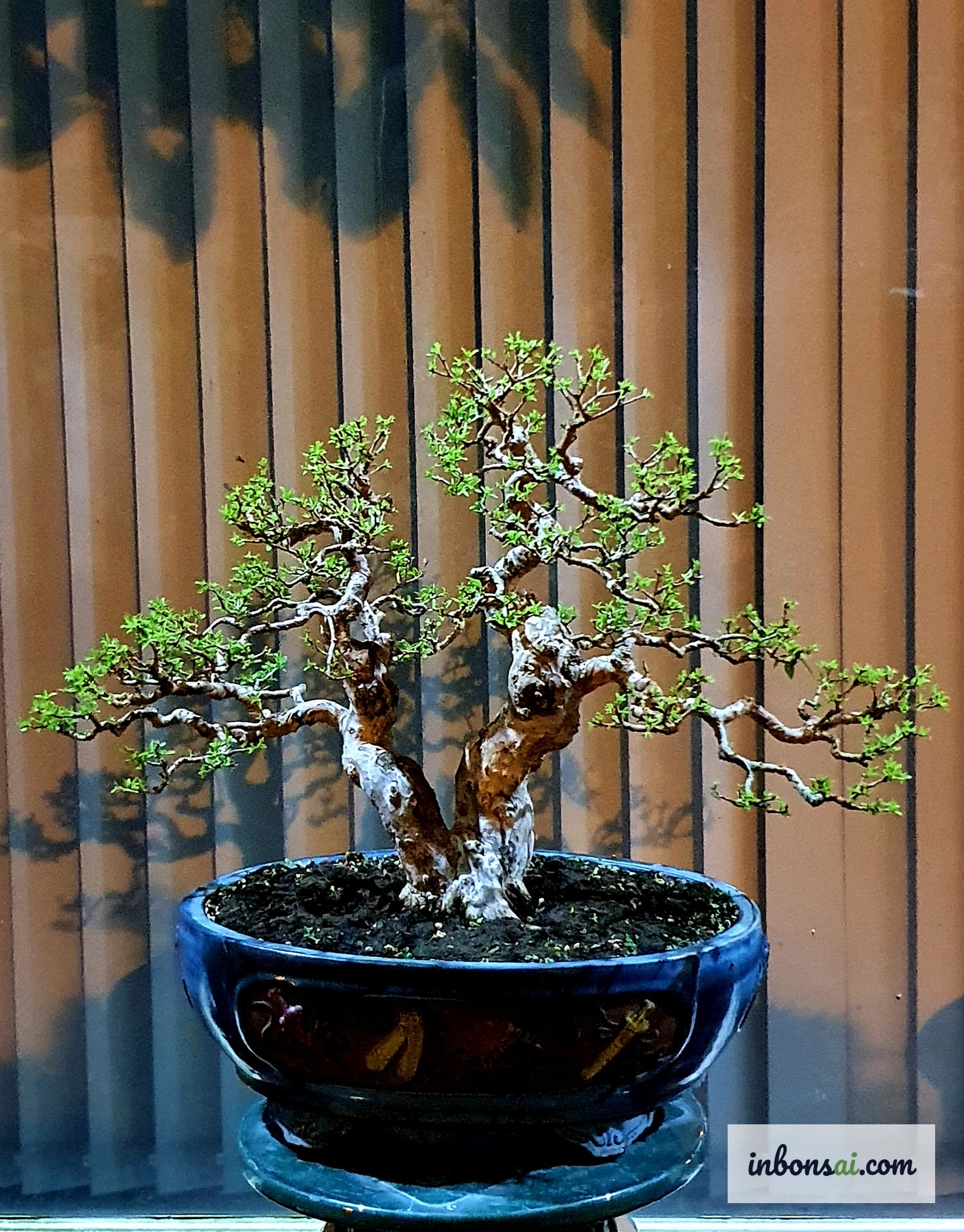 Cây ổi bonsai mini đặt trong nhà tại vị trí phong thủy thu hút tài lộc