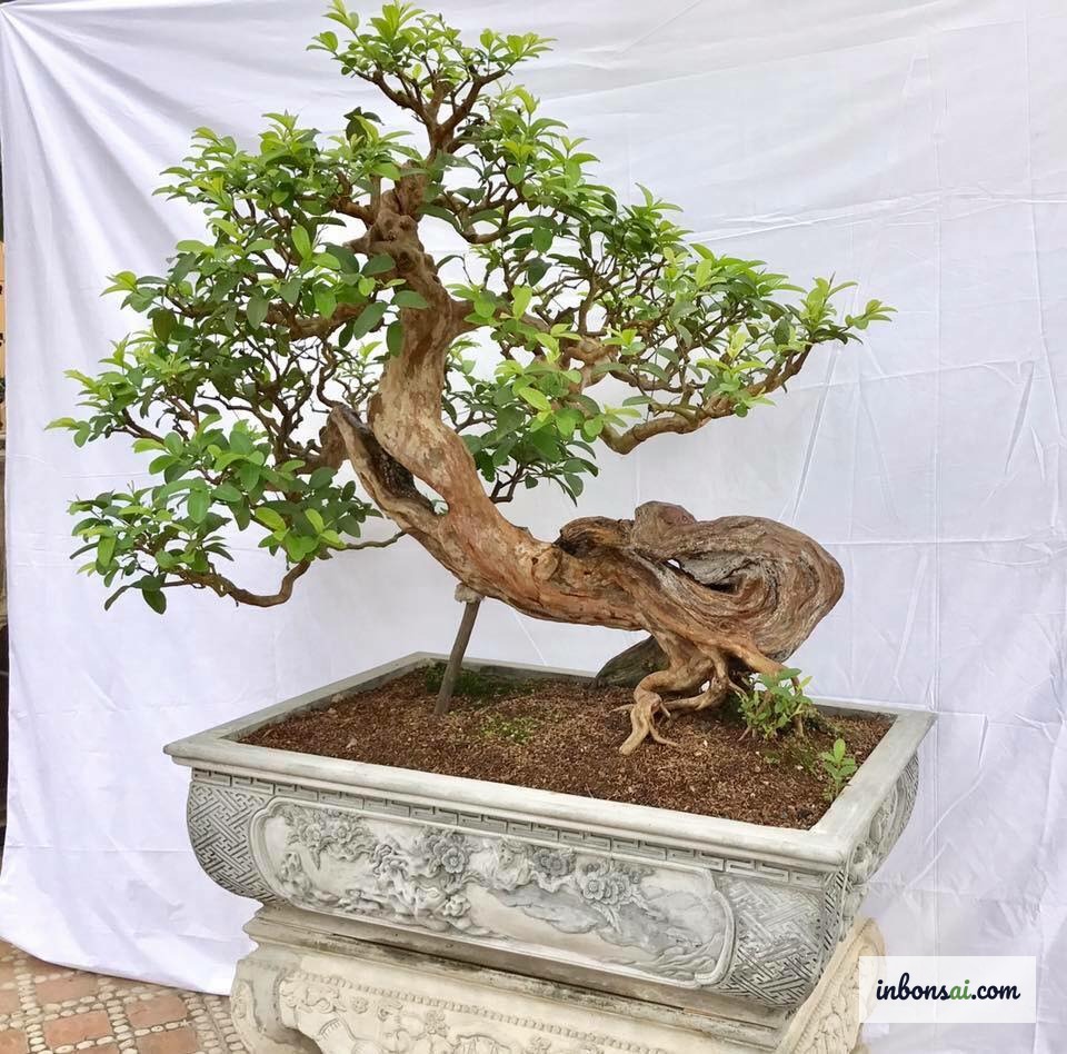 Cây ổi bonsai mini với quả trĩu cành trong chậu gốm phong thủy tài lộc