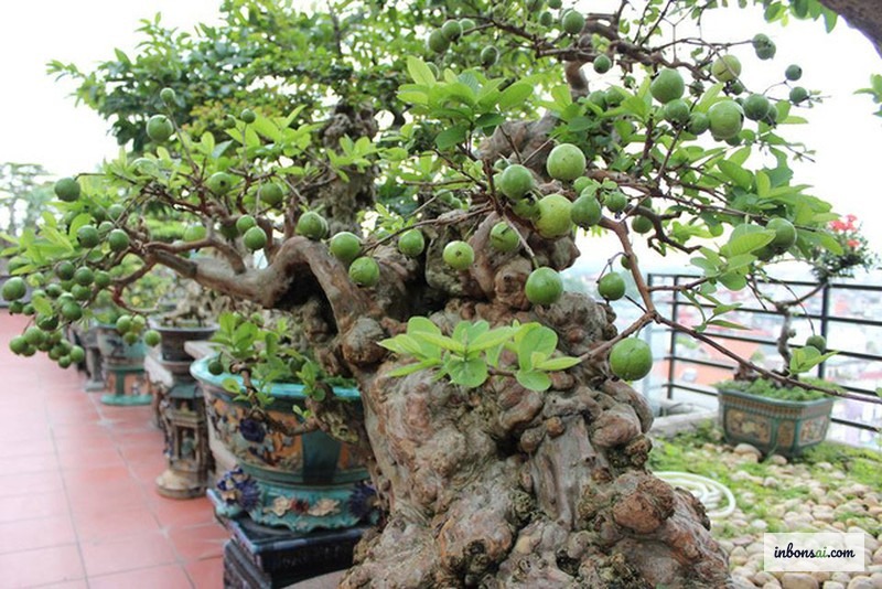Quả ổi bonsai mini mang ý nghĩa tài lộc sung túc trong phong thủy