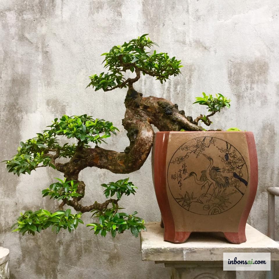 盆栽用土与花盆的准备和种植