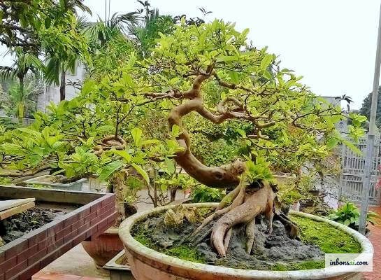 种在精美花盆中的番石榴盆栽风水摆设