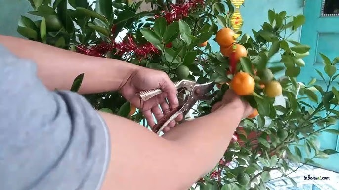 Kumquat bonsai recovering outdoors after the Tet holiday season