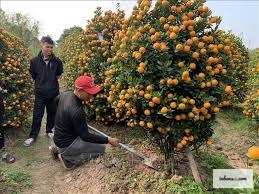 Kumquat bonsai covered in abundant golden-orange fruit for the Lunar New Year