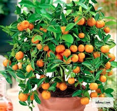 Inspecting kumquat bonsai leaves closely to detect early signs of pests