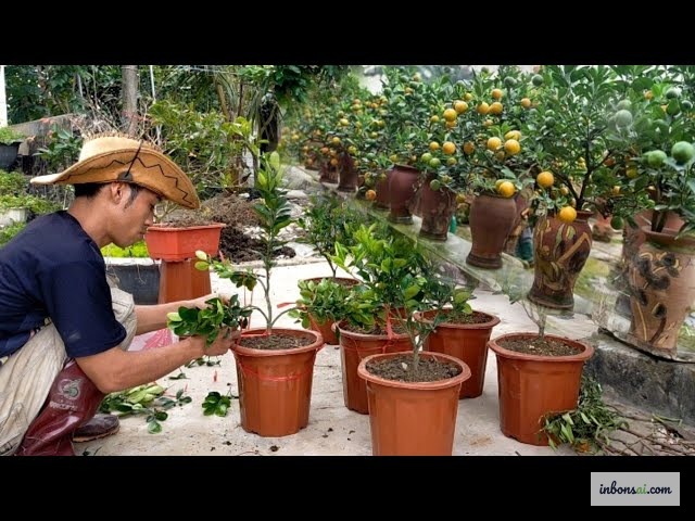 Planting kumquat bonsai in a pot with well-draining soil and drainage gravel