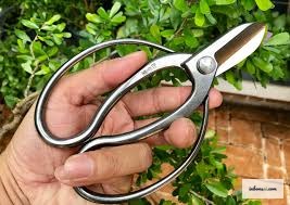 Pruning kumquat bonsai branches with specialized scissors to create an artistic shape