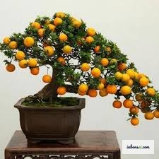Cây quất bonsai Tết sai quả vàng óng trưng bày trong nhà