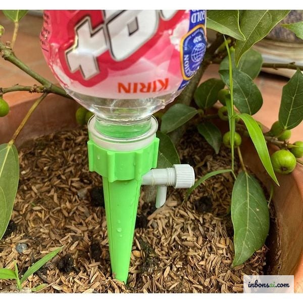 Watering kumquat bonsai with a fine-nozzle watering can