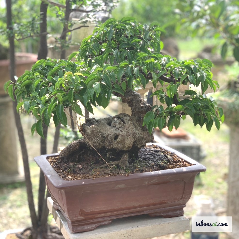 自宅でのガジュマル盆栽ミニの水やりと管理技術