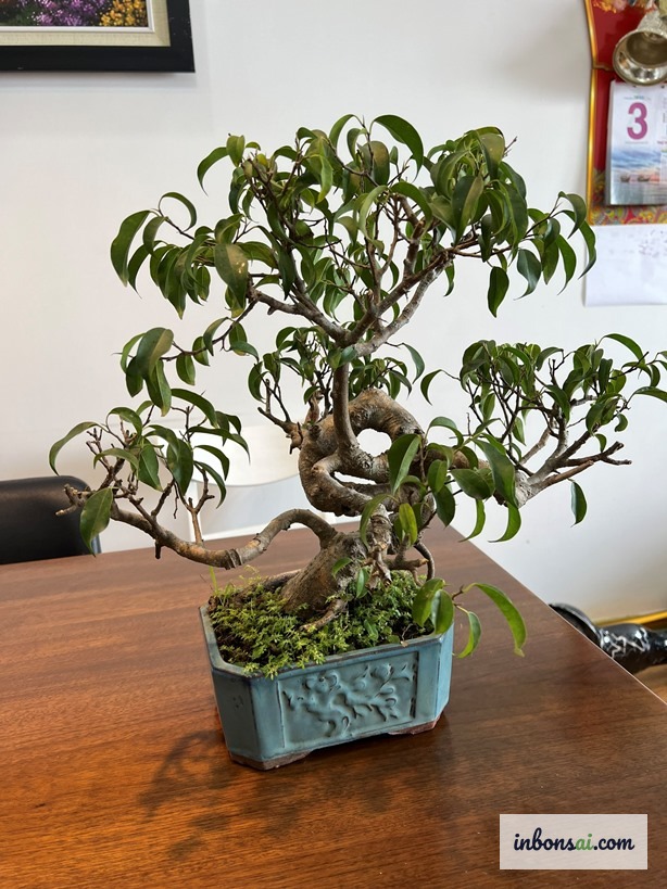 苗木店やガーデンセンターでの良質なガジュマル盆栽ミニの選び方