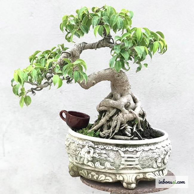 自宅環境におけるガジュマル盆栽ミニの風水的意義