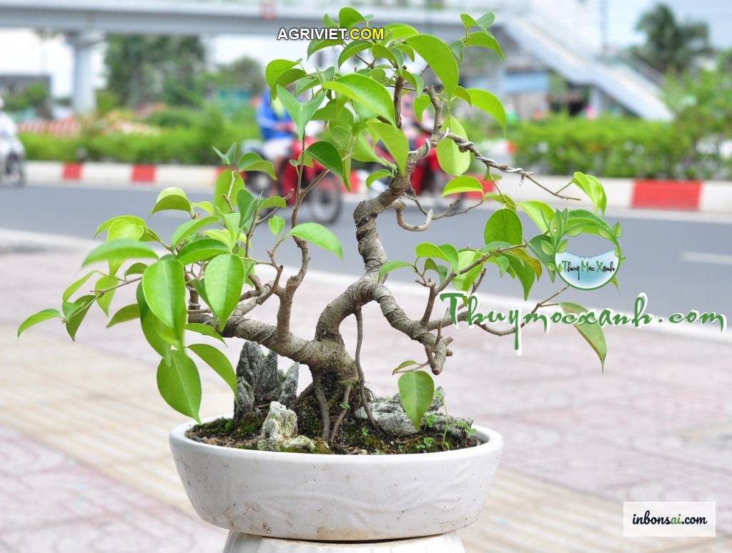 剪定と針金かけによるガジュマル盆栽ミニの樹形作りと整姿