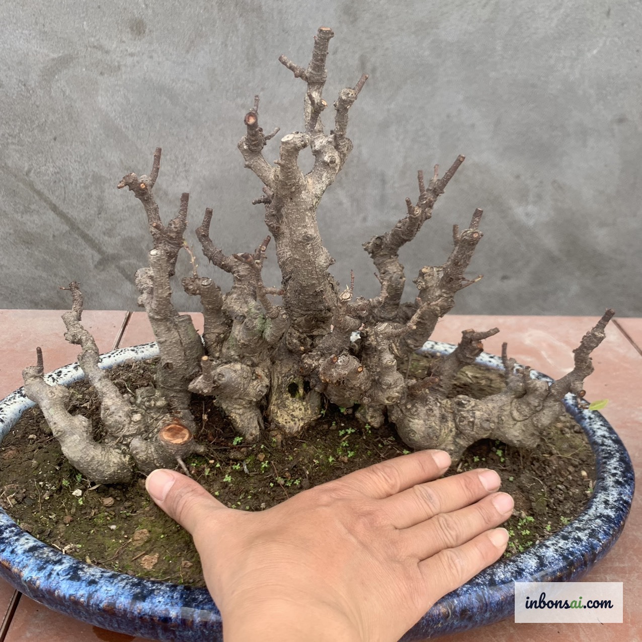 ガジュマルミニ盆栽への正しい水やりと室内管理のテクニック