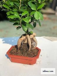 摆放在书桌上的垂叶榕迷你盆景,优雅的气根自然垂挂