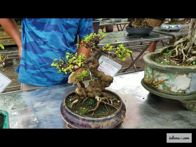 オフィスのデスクに置いたガジュマルミニ盆栽の風水エネルギー