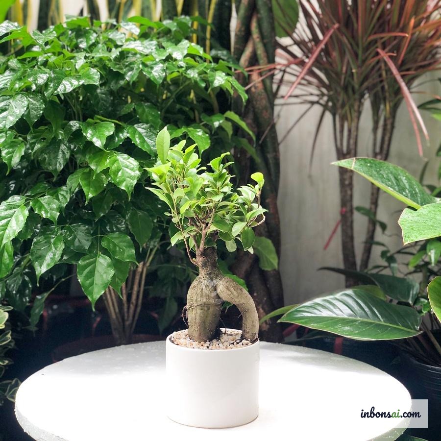 ガジュマルミニ盆栽の針金掛けと気根発達のテクニック